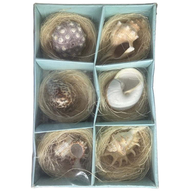 6 Real Natural Seashells in Presentation Box