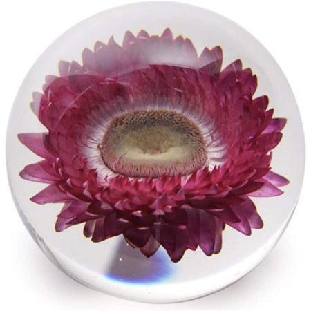 Purple or magenta chrysanthemum flower in a clear paperweight.