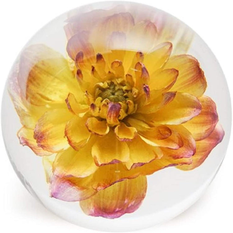 glass sphere with yellow and pink dahlia flower inside.