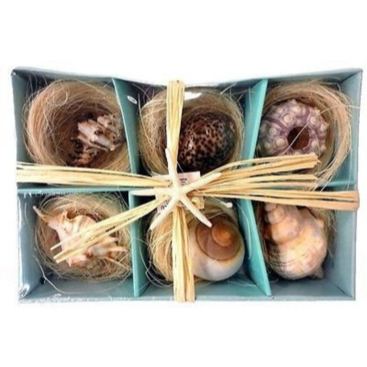 6 shells nested in hay and stored in a teal box tied with tan raffia ribbon and accented with a small white starfish.