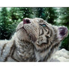 Snowy white tiger looking up at the falling snow. This is the image for this puzzle.